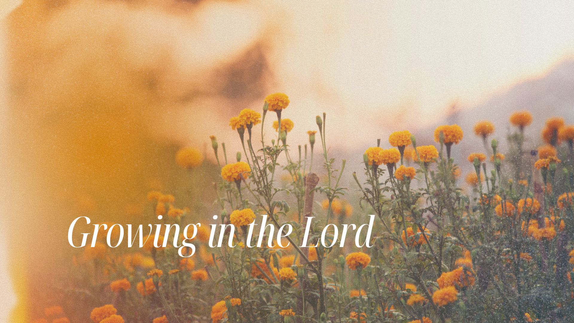 Growing in the Lord